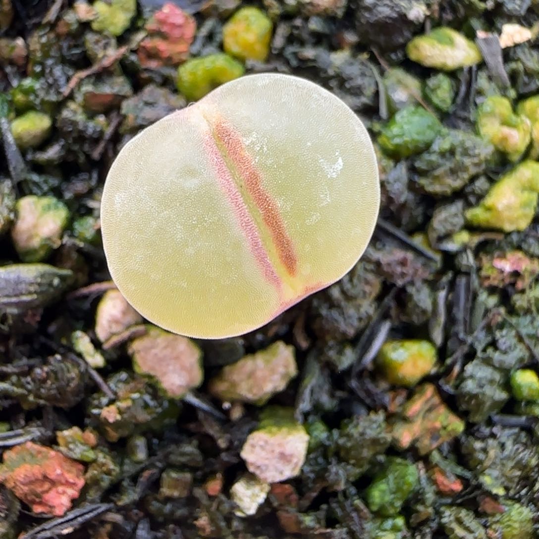 多肉植物40号链接