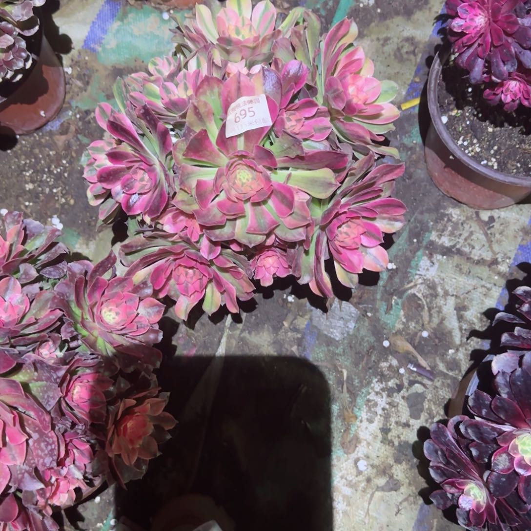 红秀法师多肉695