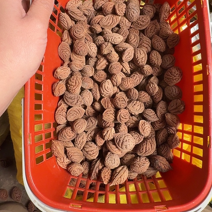 碧桃核不同树散装特价