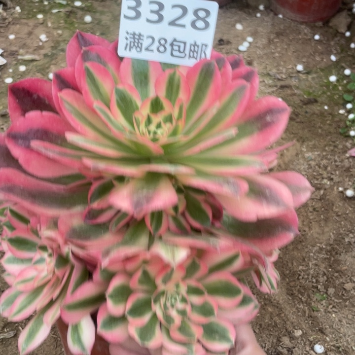 3328一号棚女巫多肉植物A