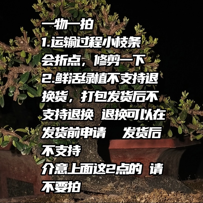 25至300直播间一物一拍盆景绿植美观好养