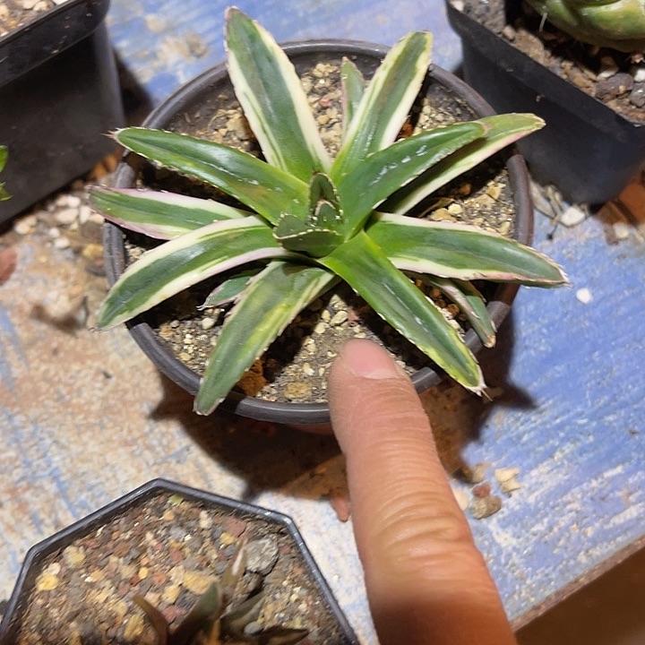 满38包邮2天凑单，脱土晾根发货多肉植物