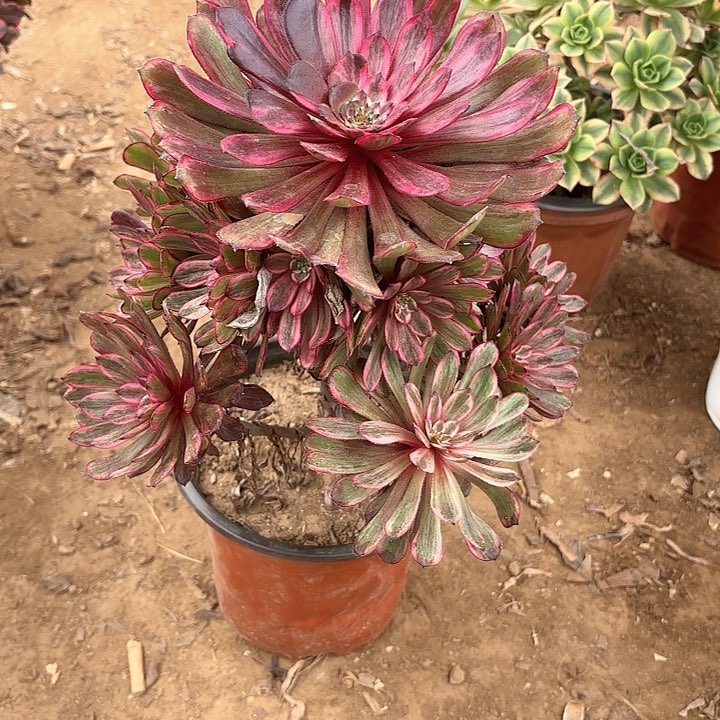 多肉植物紫霞仙子14