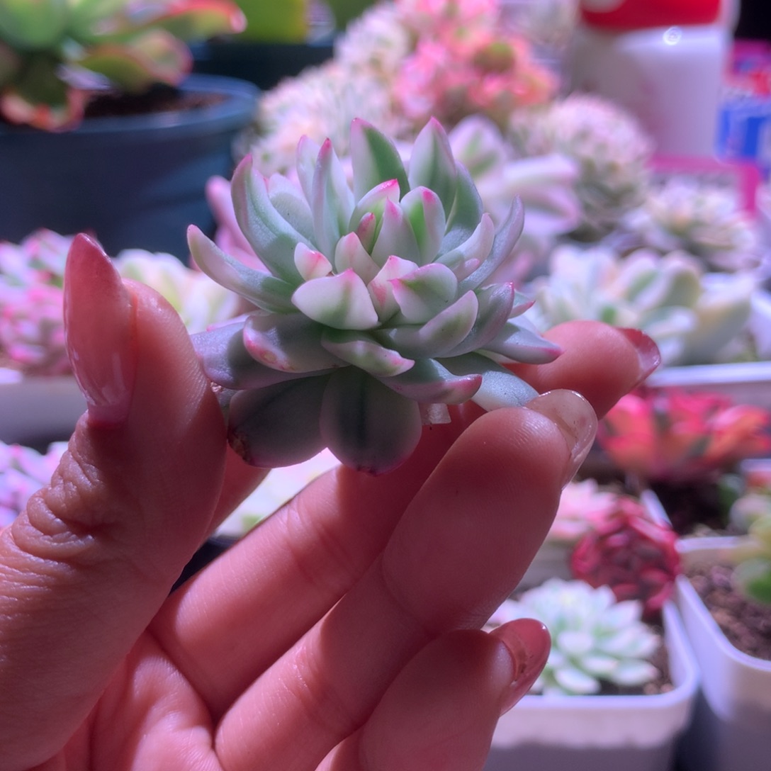 杂交覆轮锦砍头无根