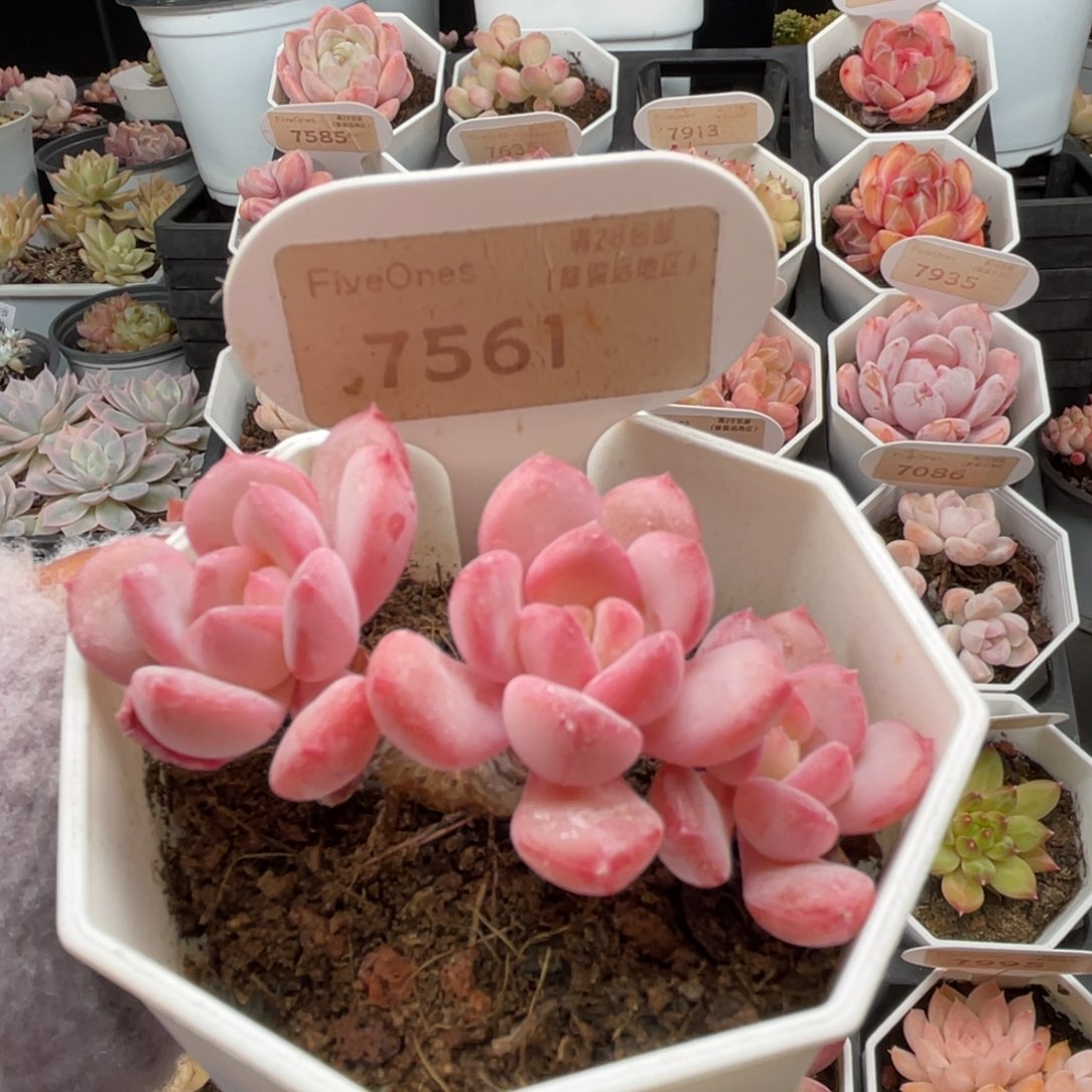 水晶琥珀7561-6.5厘米