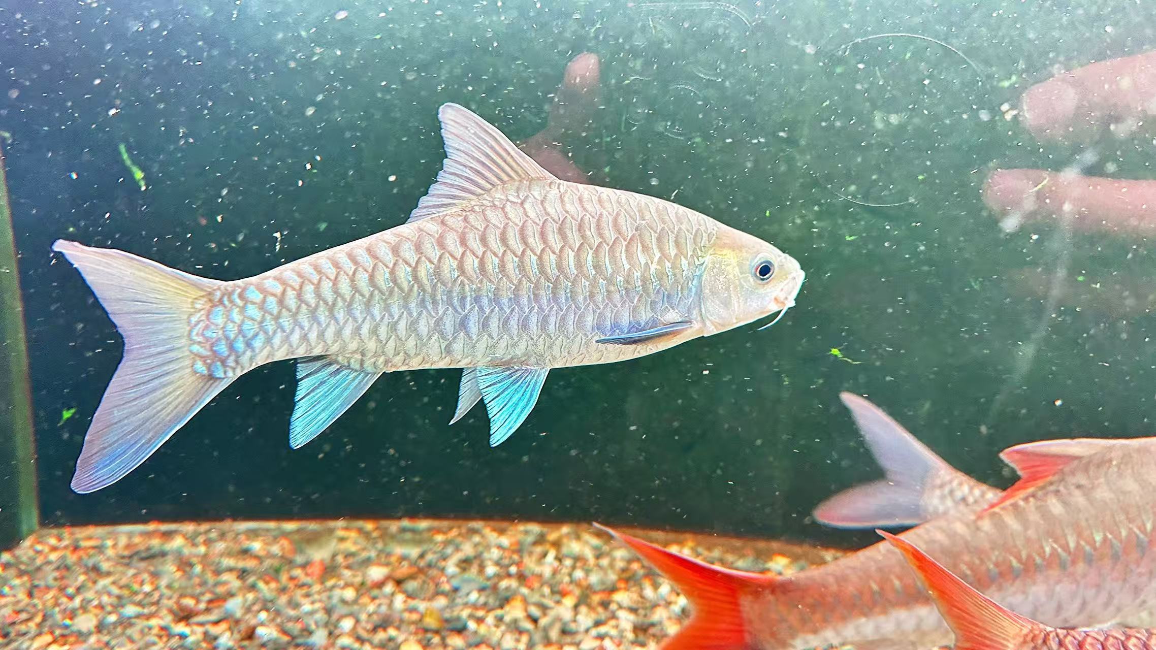 吉罗鱼运费专拍链接---私拍不发