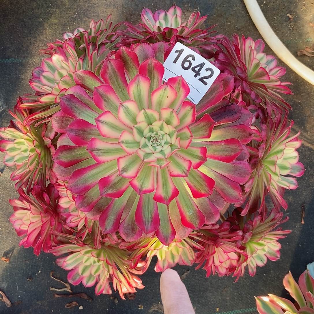 红陶1642红铜白4多肉