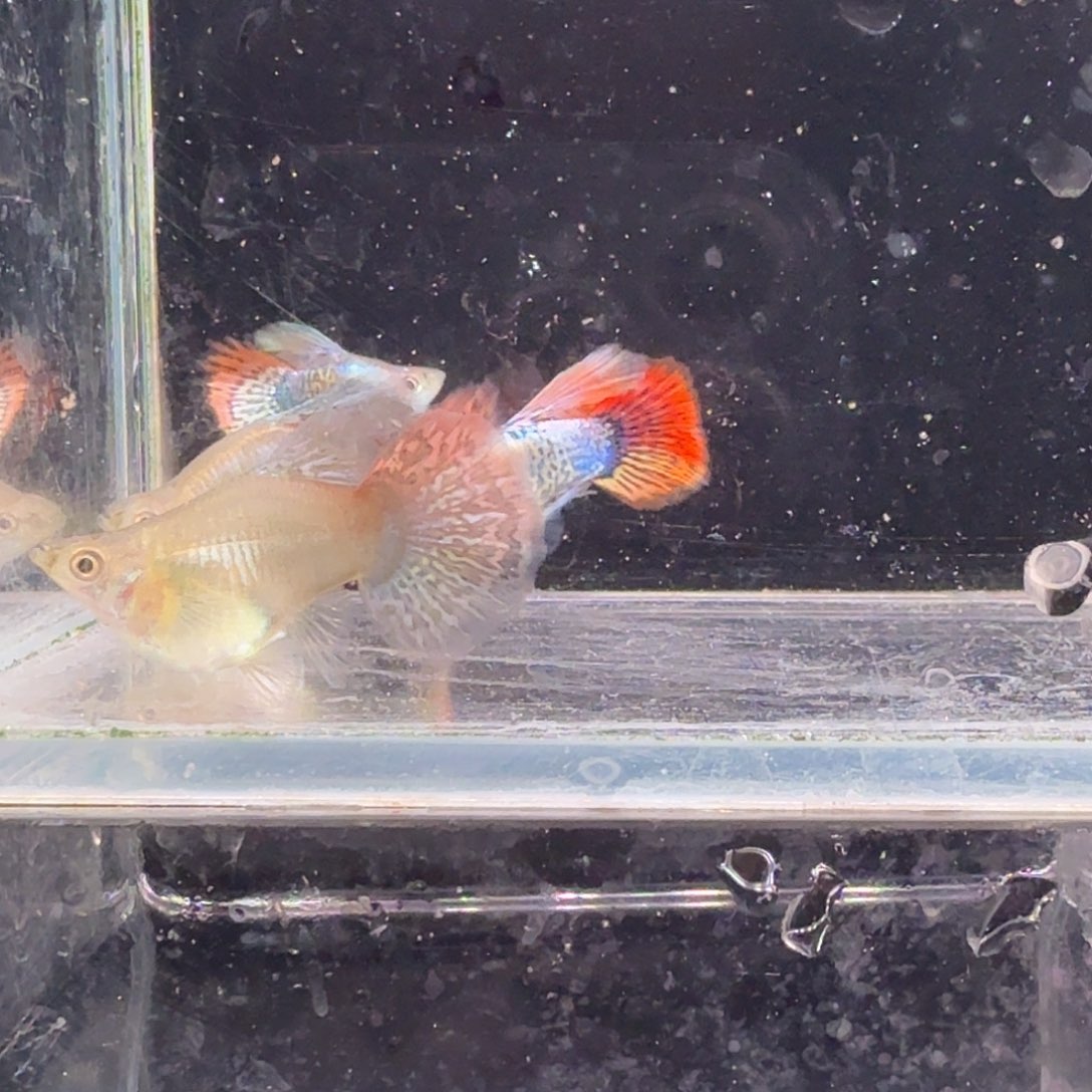 孔雀鱼七彩龙鳞球2对