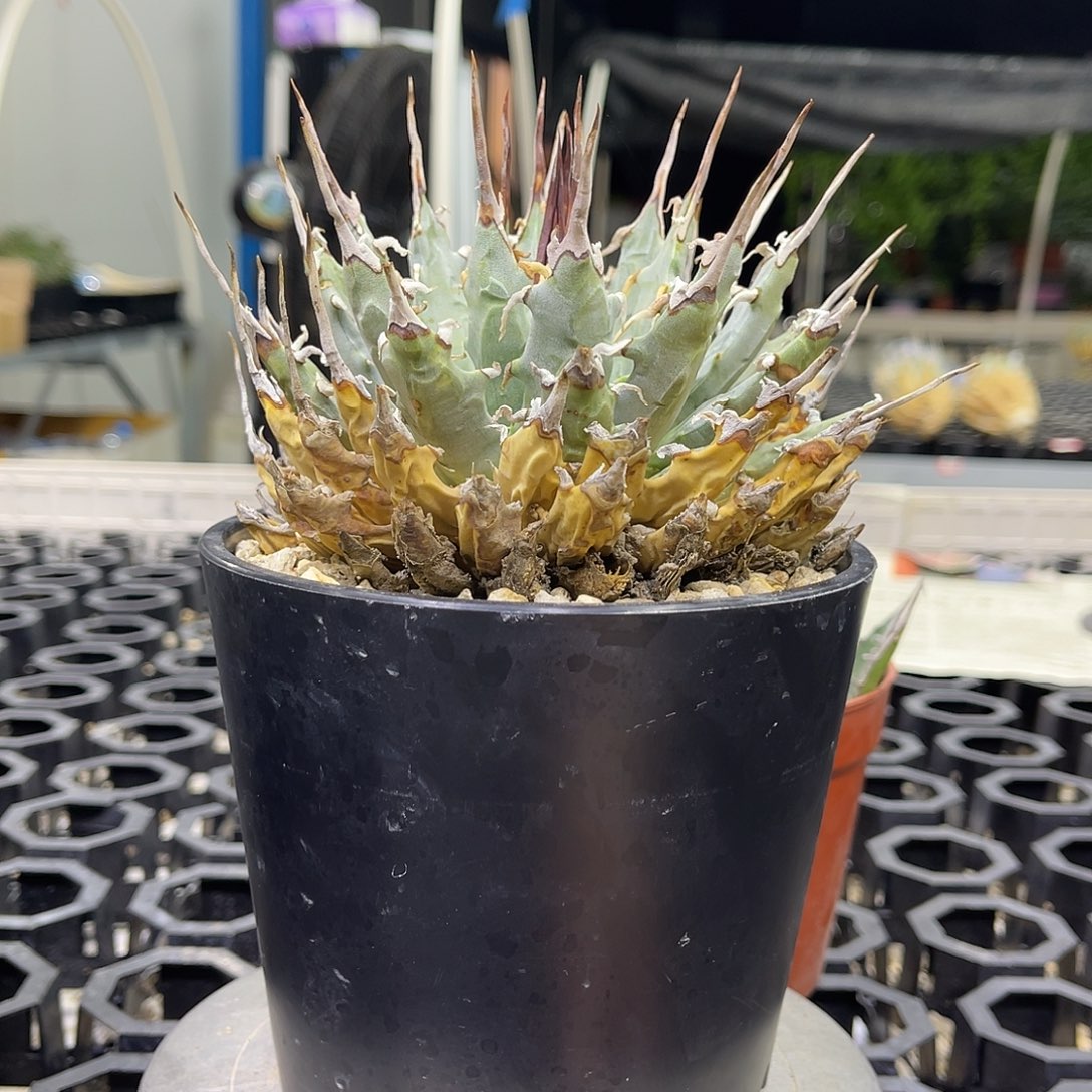 啊***嘞发发发广告广告广告