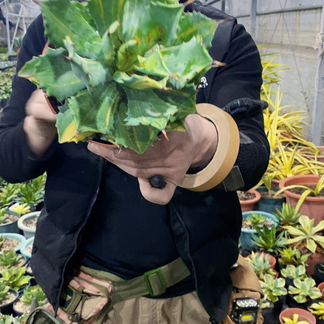 天****?6867雷神缟斑叶子瑕疵