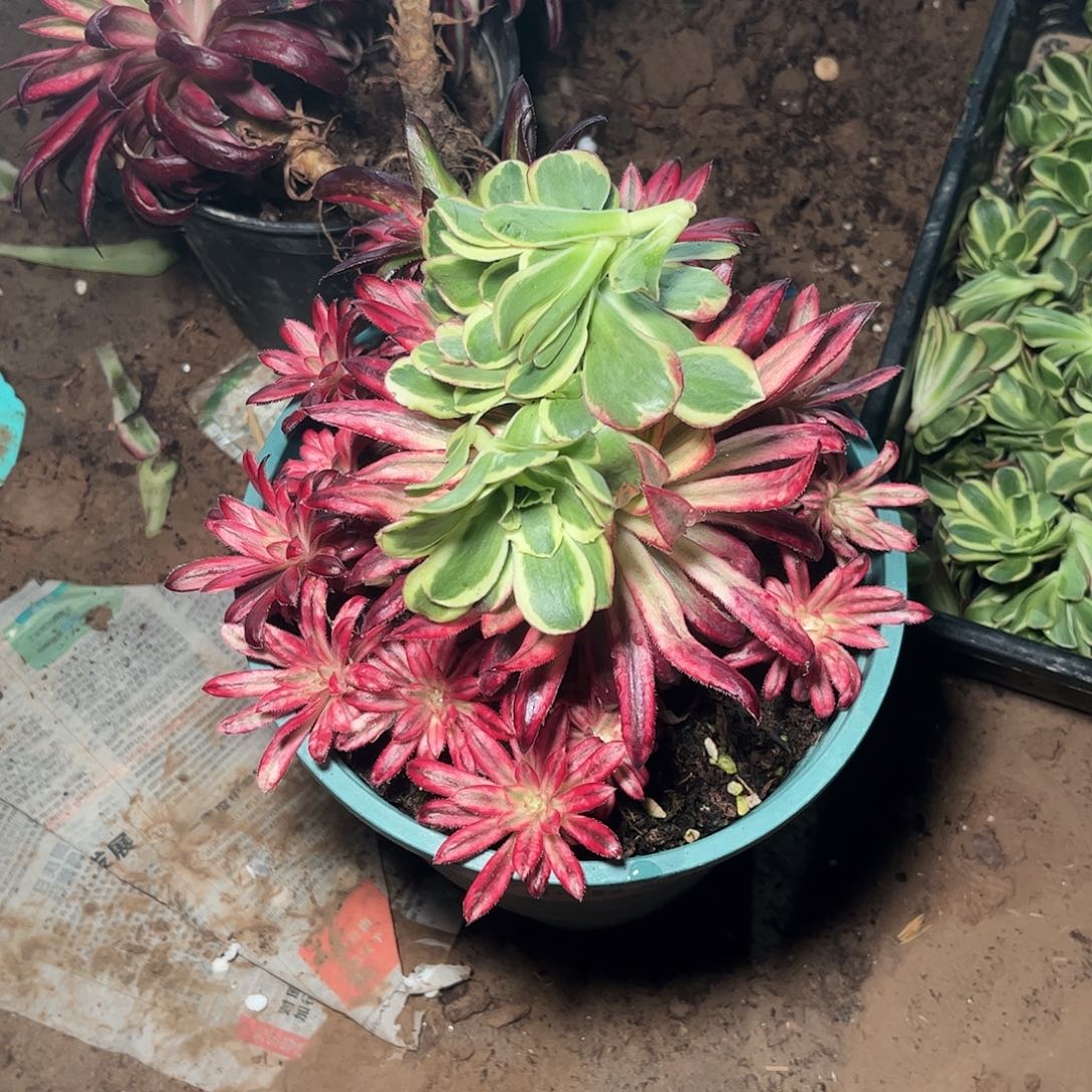 多肉法师锦凤穿牡丹➕朱雀