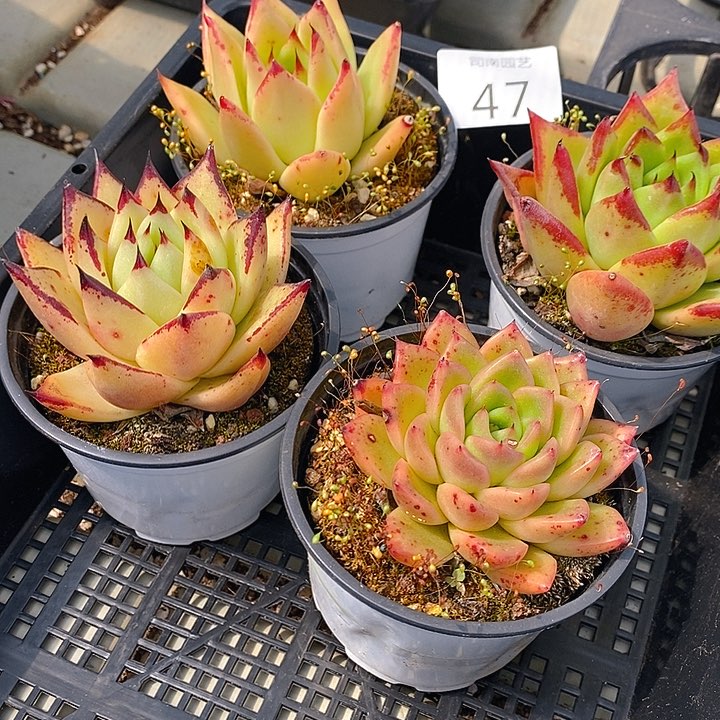 47 多肉植物盆栽花卉植物