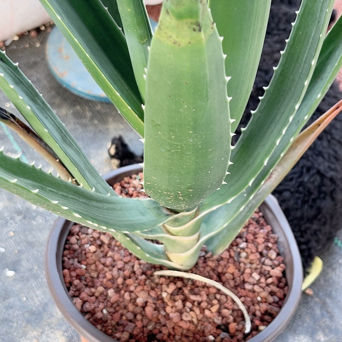 多肉多肉植物大树芦荟