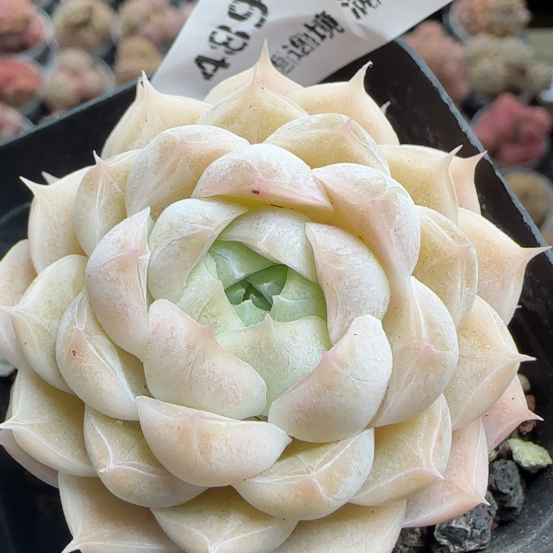 花语逸镜0224-489