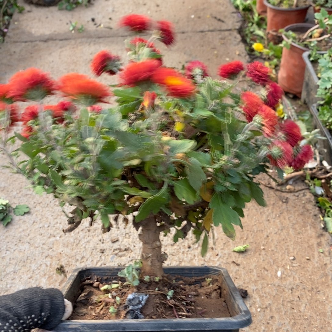 *****无花朵盆景盆景盆景45