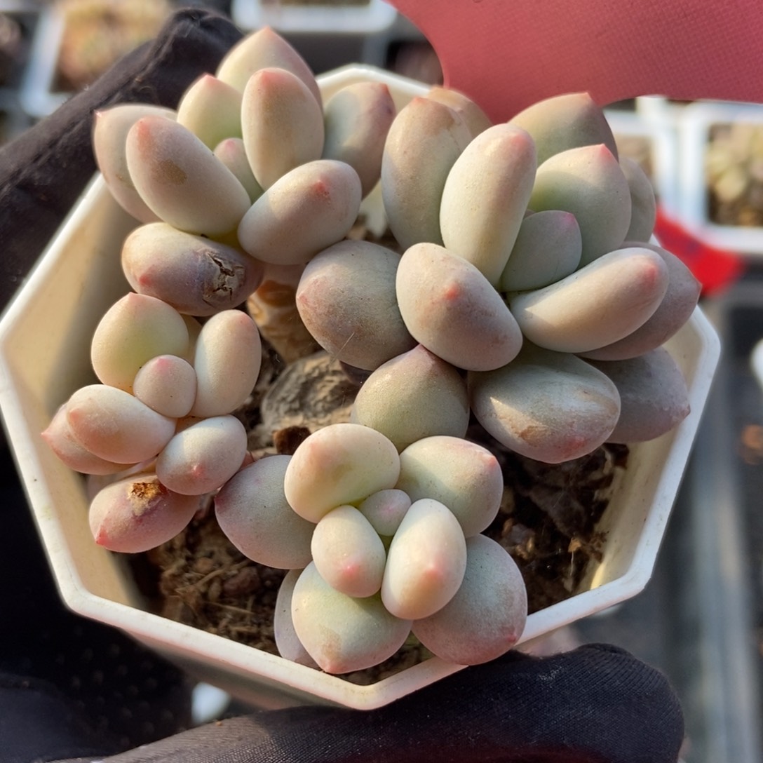 361香水多肉植物保护