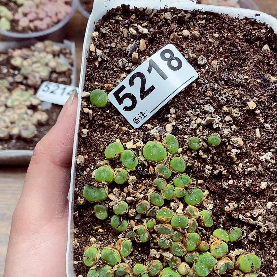 5218水晶鞋啦啦啦啦啦