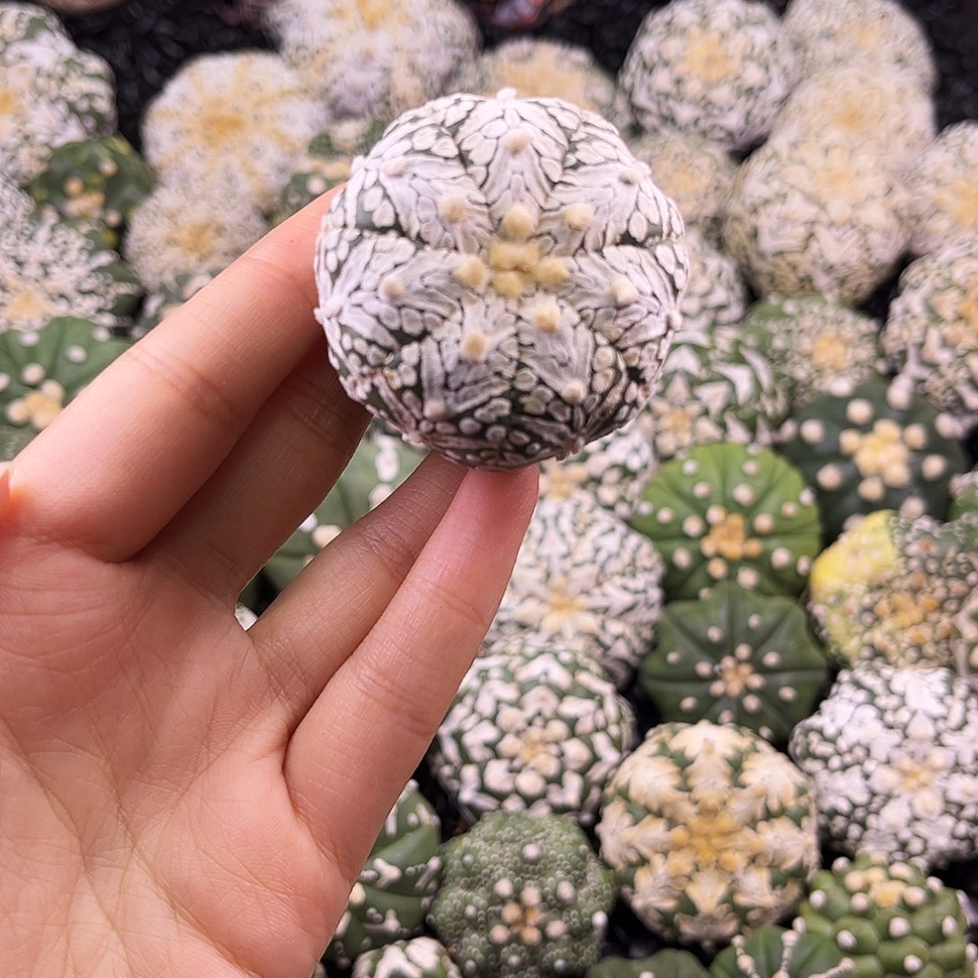 兜兜兜兜兜兜兜兜兜