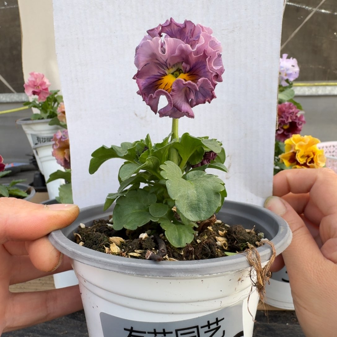 无花朵156号角堇