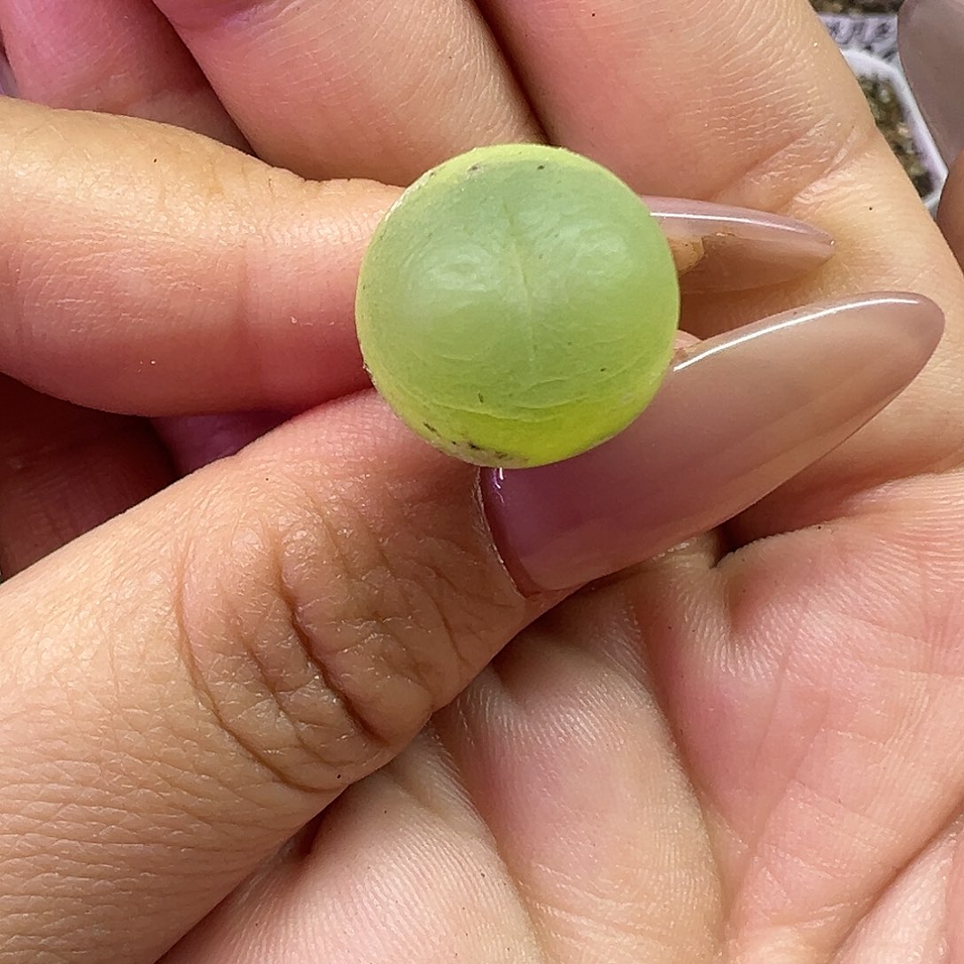 1.5厘米拉登裸根发货