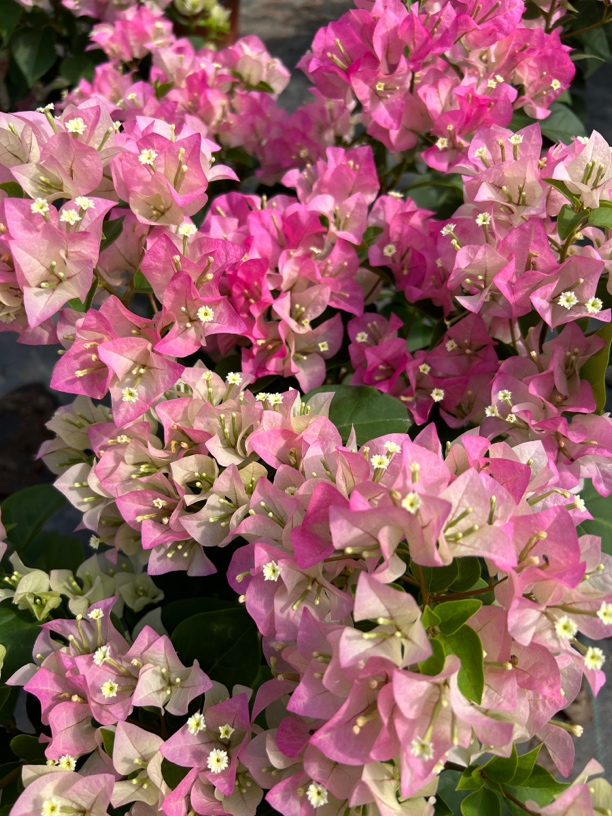 绿叶樱花三角梅盆栽带花苞四季开花适合阳台庭院种植