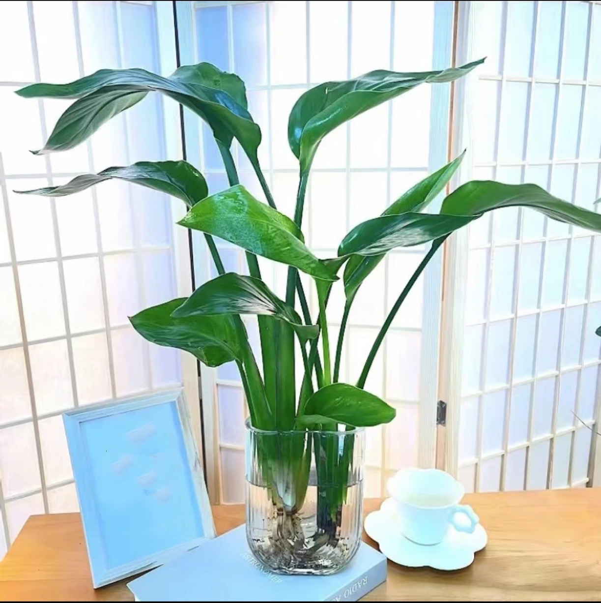 U型玻璃瓶40-50公分两株水培天堂鸟植物净化空气室内阳台常青易活