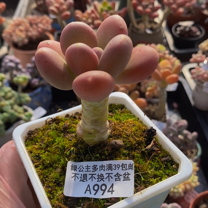 金蝉单头994多肉植物