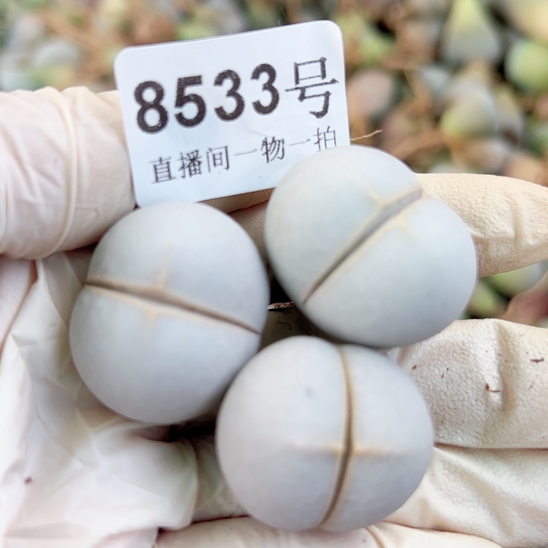 8533 好养易活生石花大母本3个