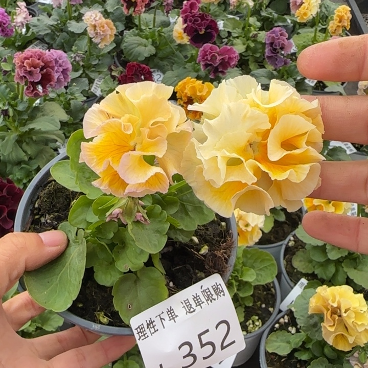 无花朵 L352小苗默认苗晃零下5勿拍