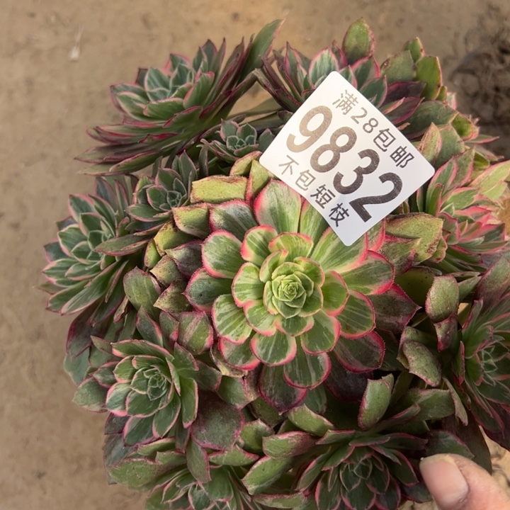 燕话筒多肉植物法师9832