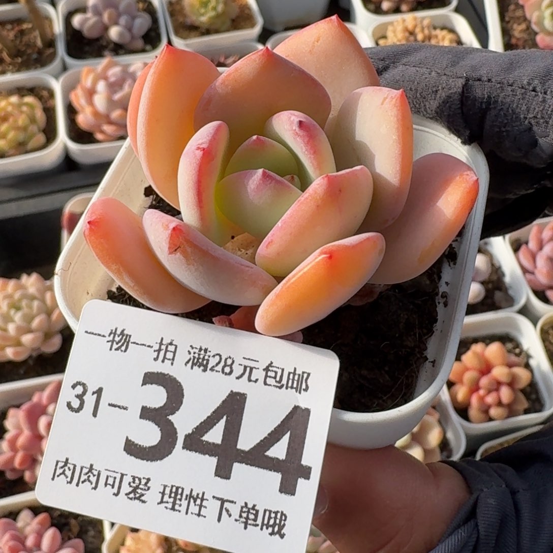白月光无盆土发货无盆