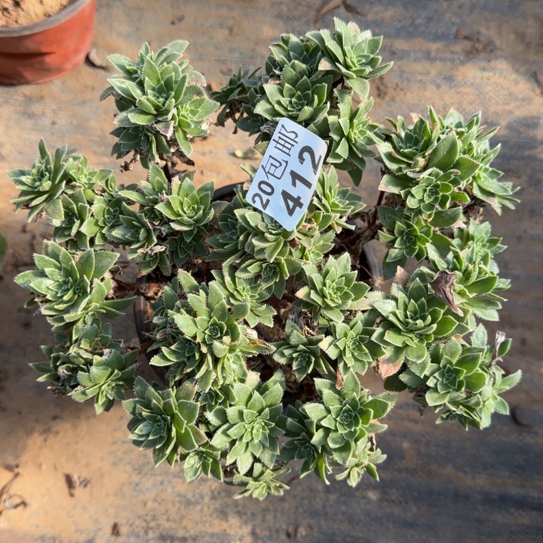 八倍图412满20包邮断枝不包