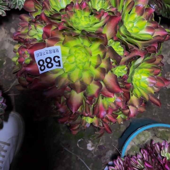 少华花29-9包邮花花