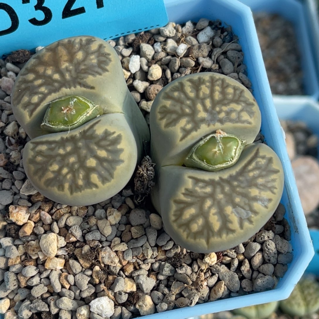 3277双头柠檬菊一颗。 