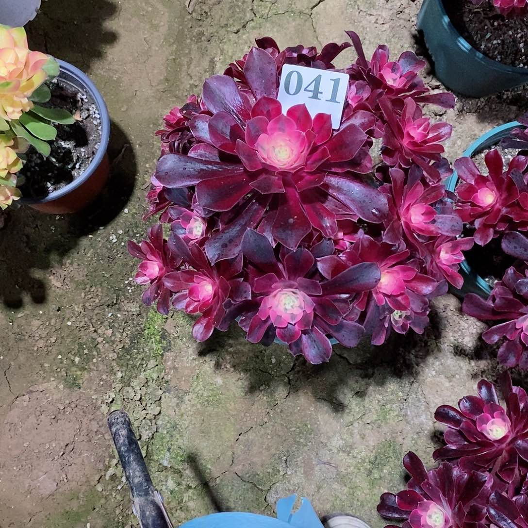 不***苦有断枝美杜莎041多肉法师