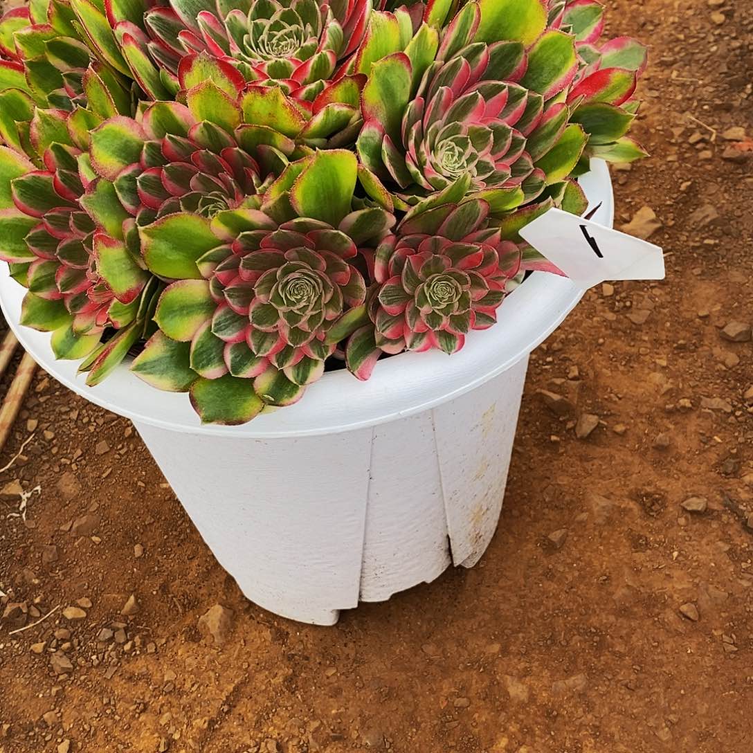 小****?上古园艺多肉植物