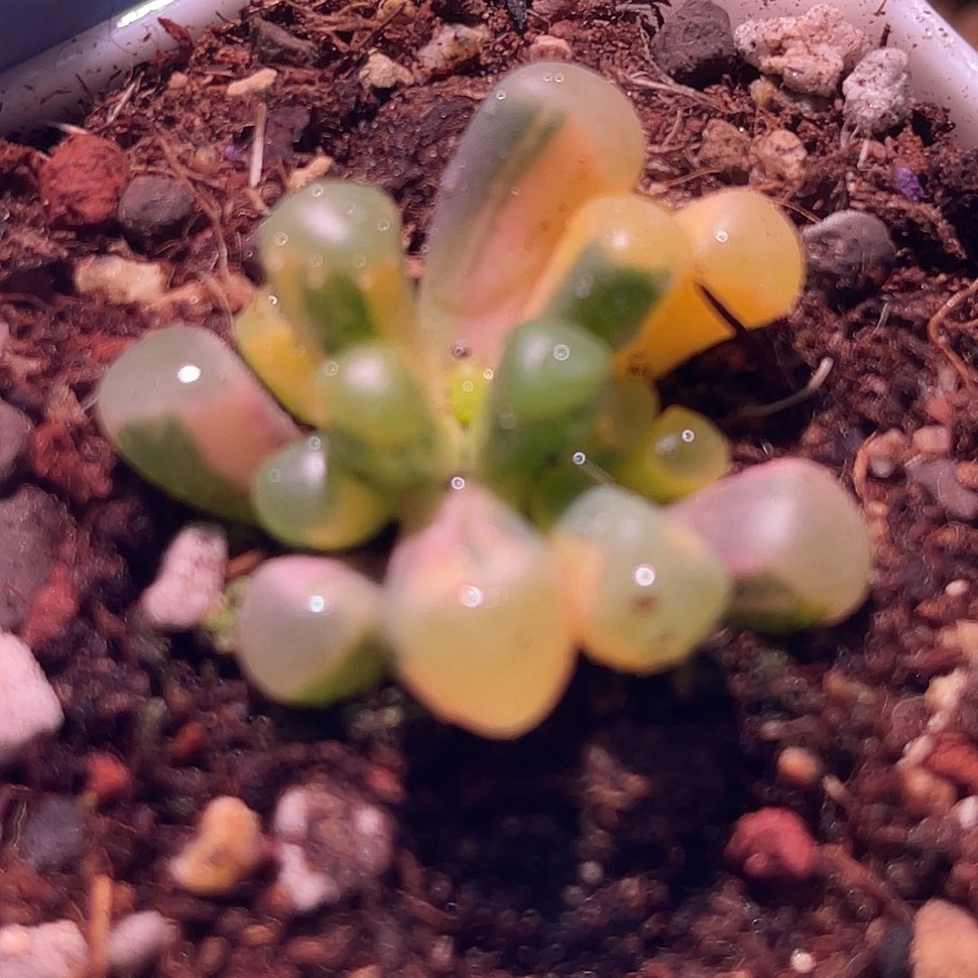 *****尚品园艺福利锦8487