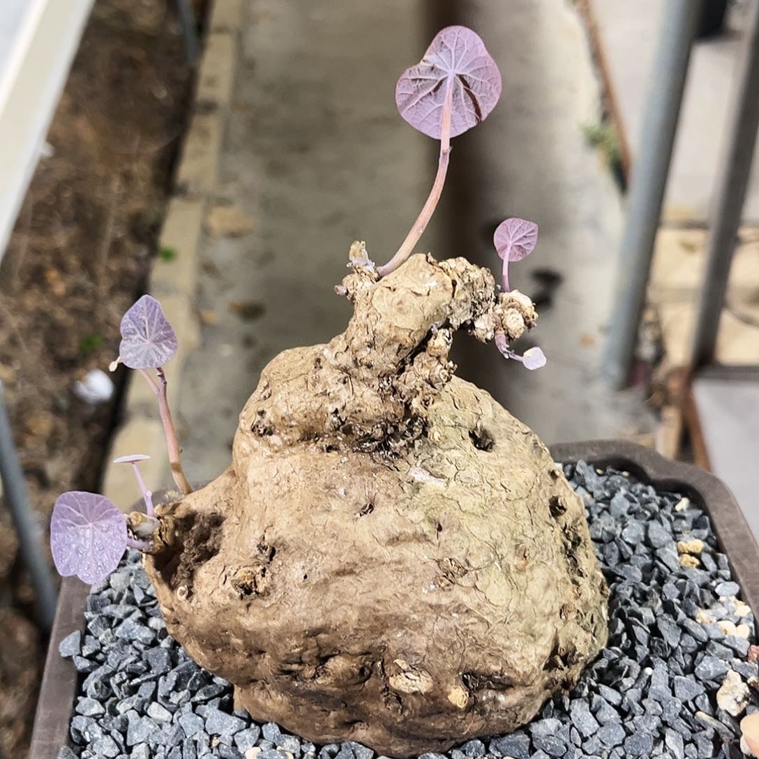 一叶龟象鼻款10.2公分