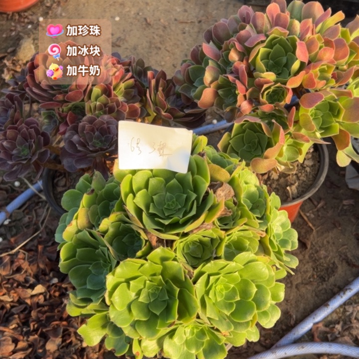爱***猫6号3颗多肉植物，不包断头