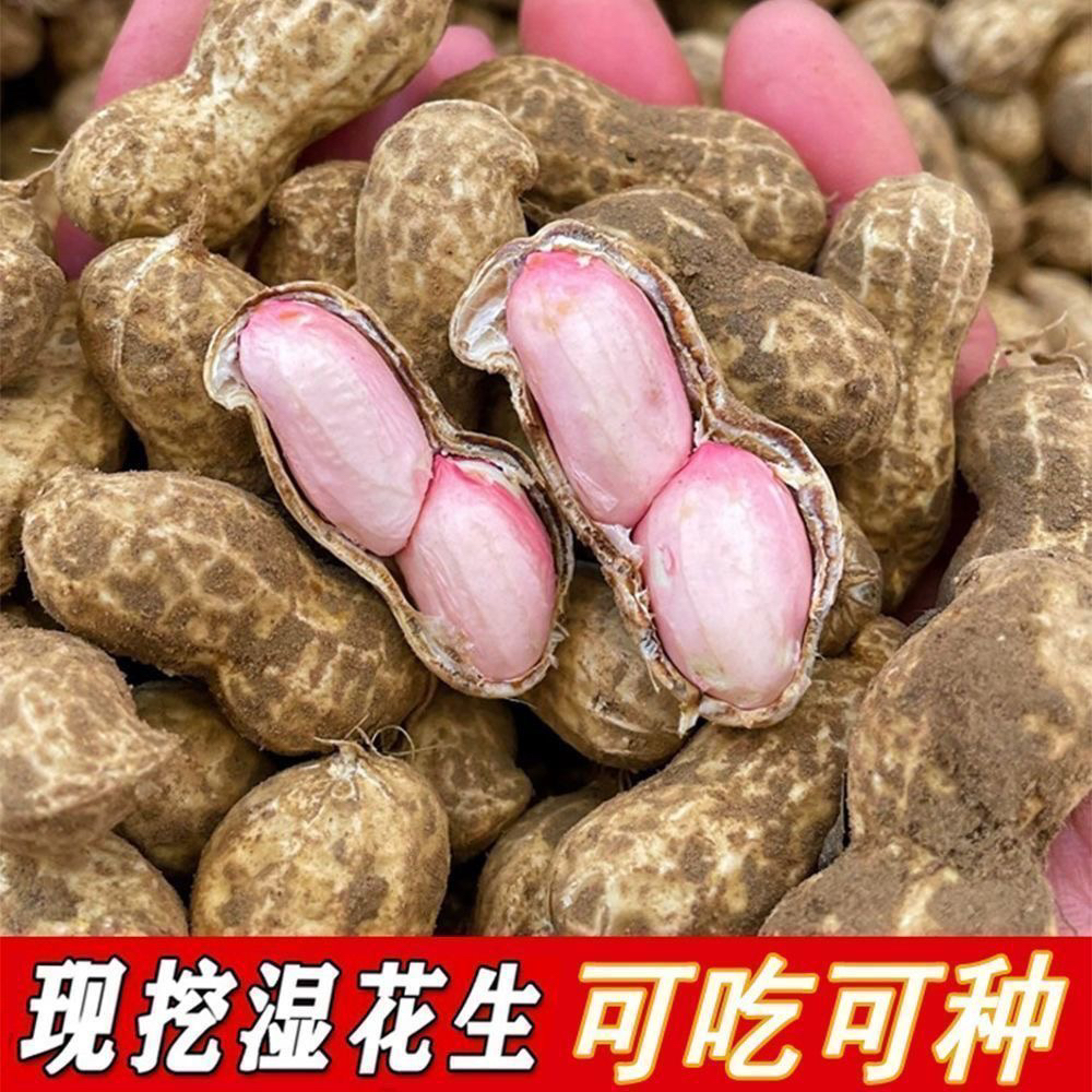 2025新鲜沙地新鲜现挖带壳带泥湿花生可水煮生吃农家自种