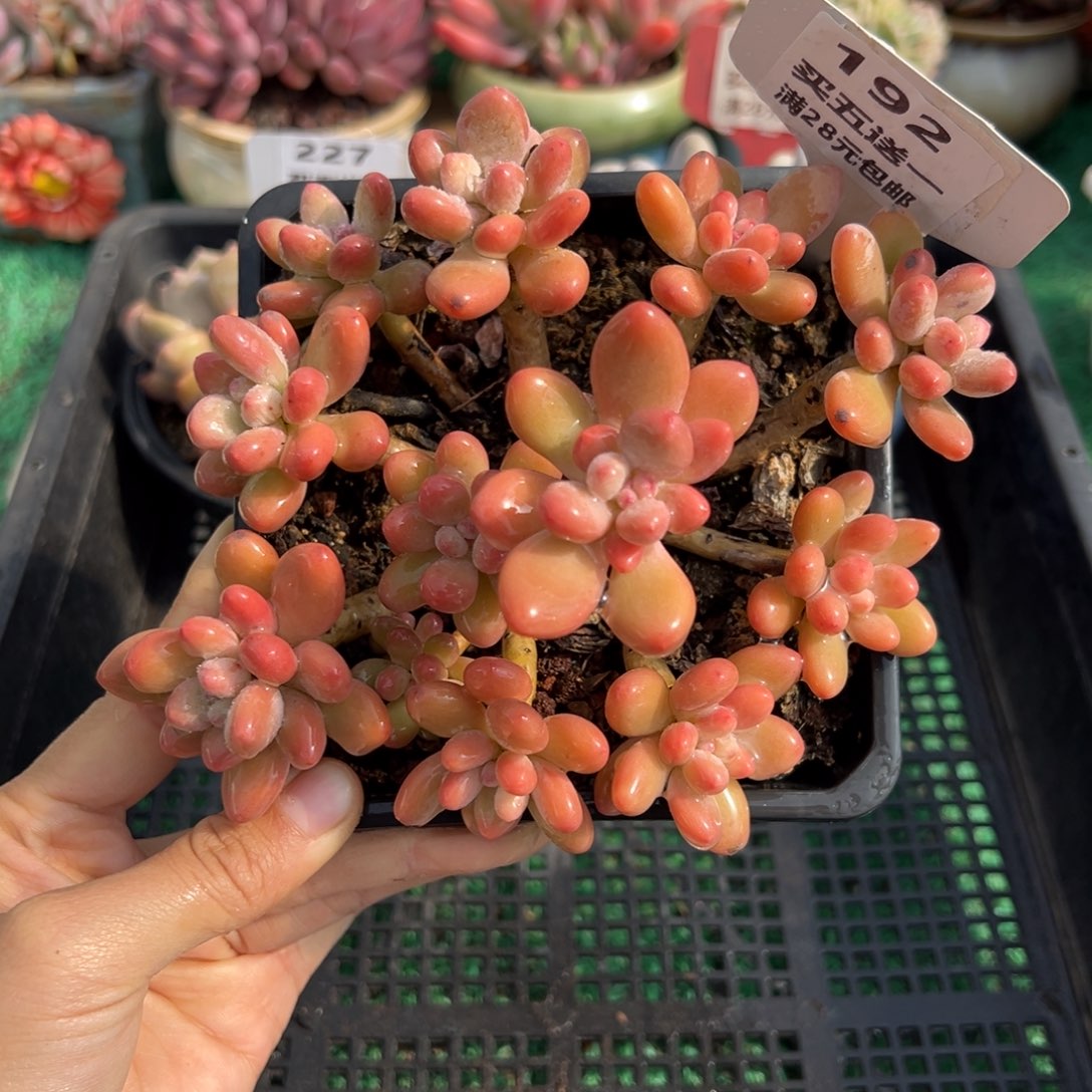 表妹精品多肉植物192.