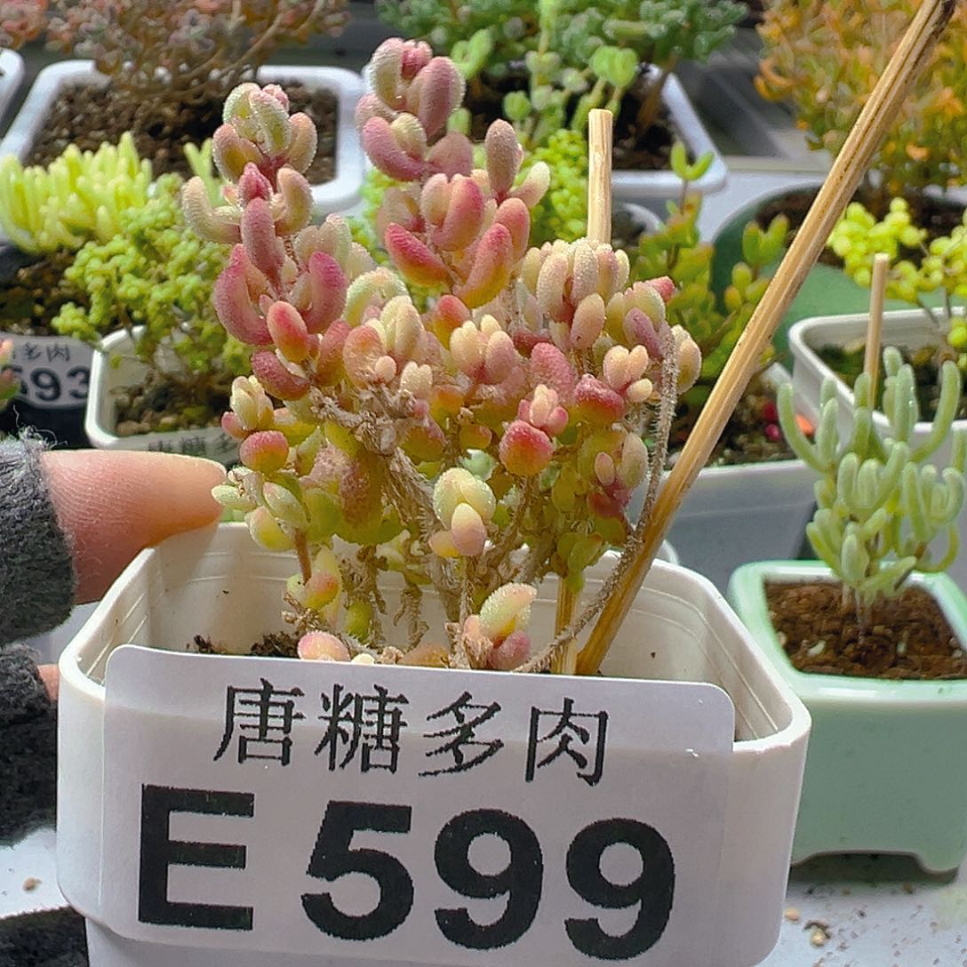 红宝石锦599。            
