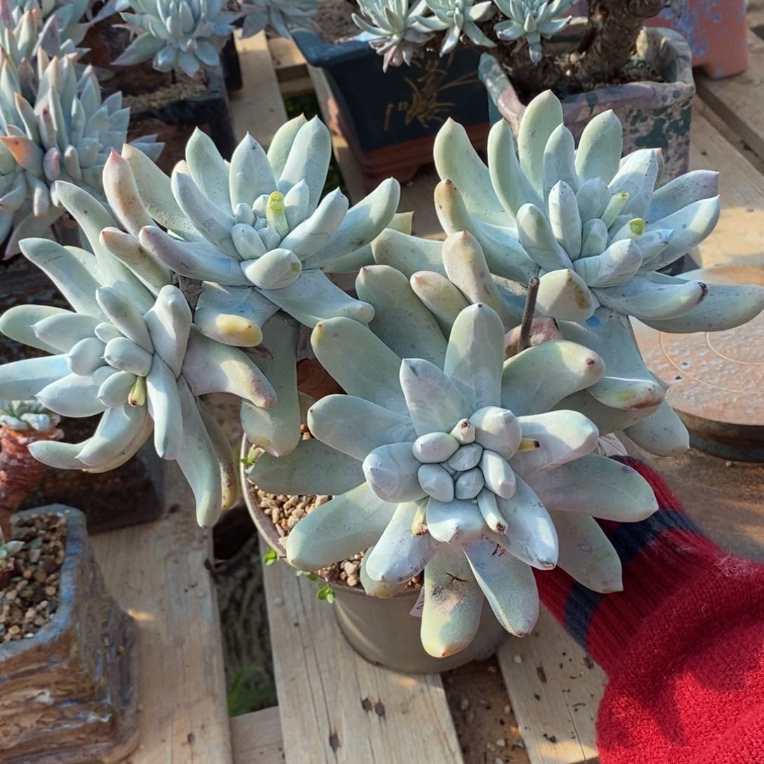 11号拇指大花朵群