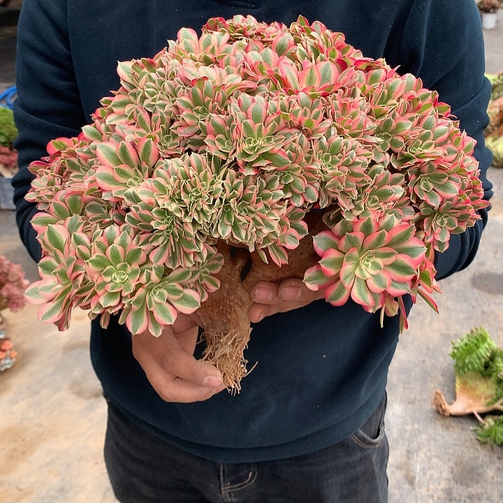 女巫朵朵 脱土发货