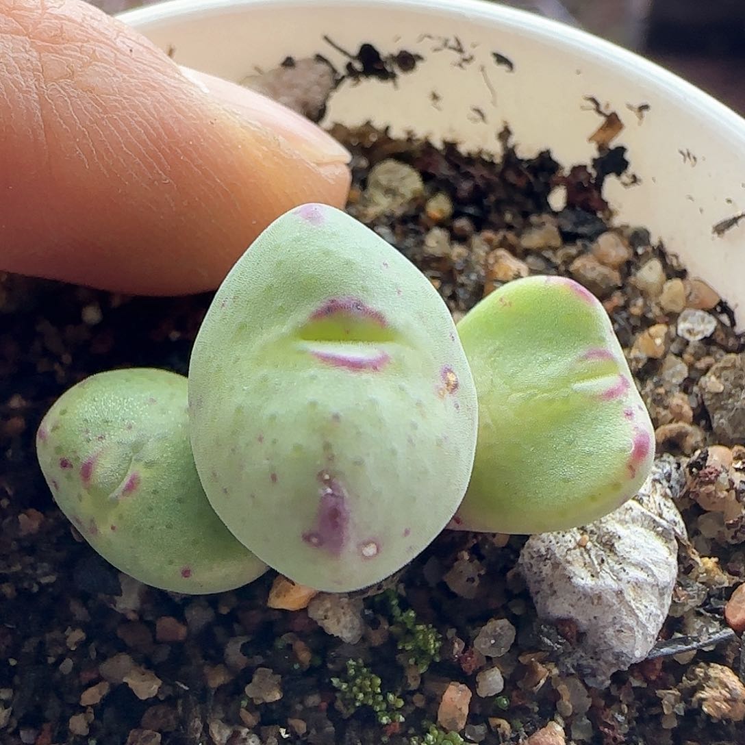 脱土发货哦24103