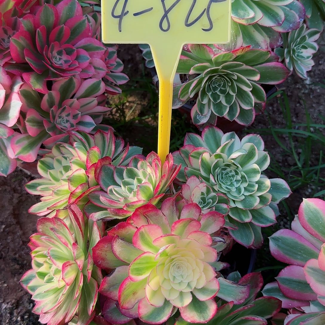 4-825+-多头多肉植物