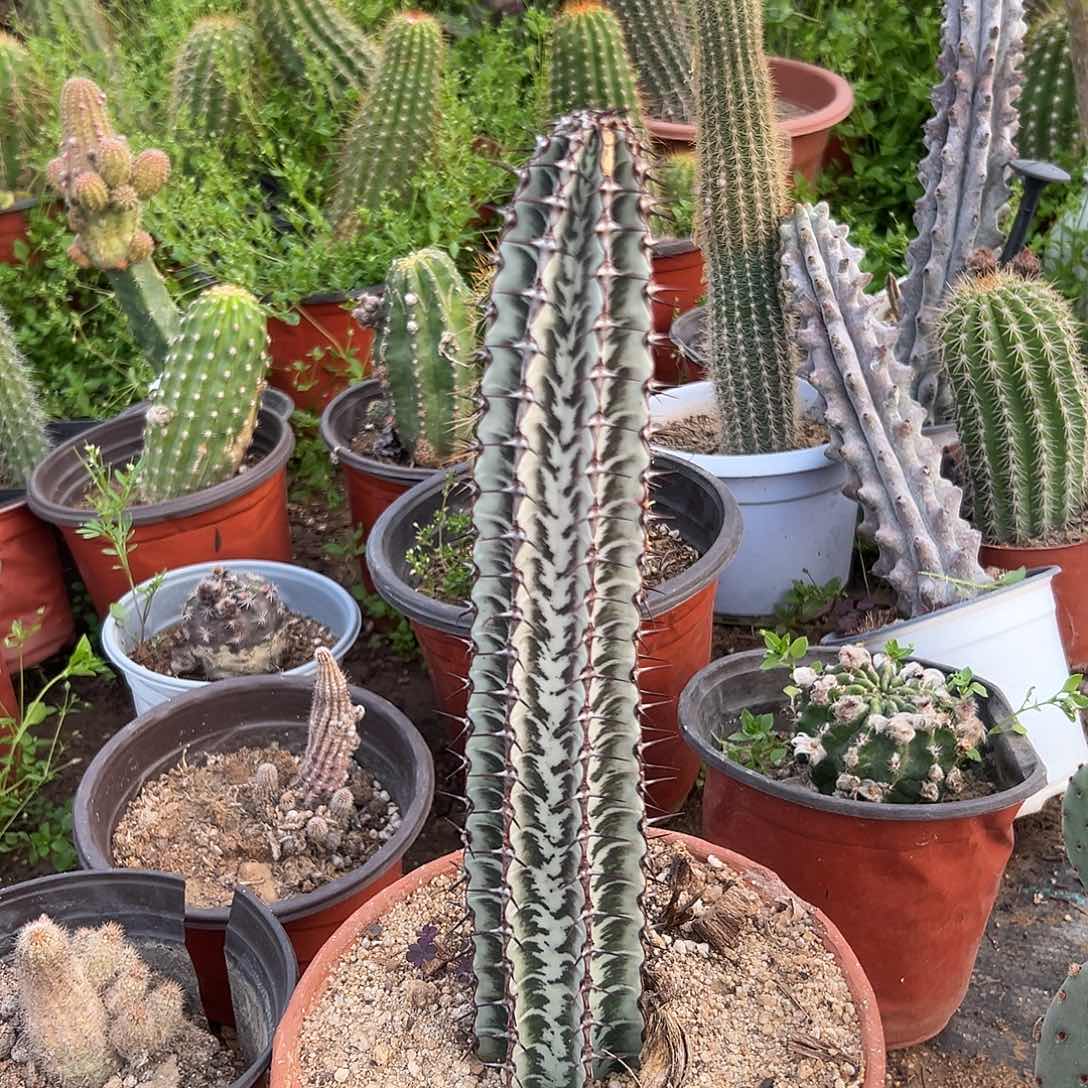 斑马父母植物中央音乐学院