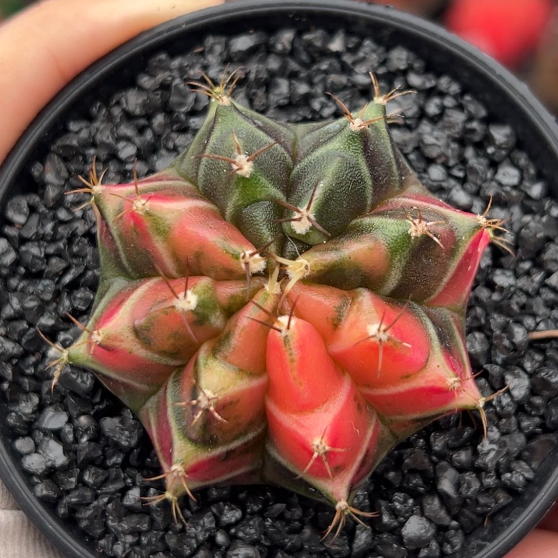 泰系侧芽米哈锦000