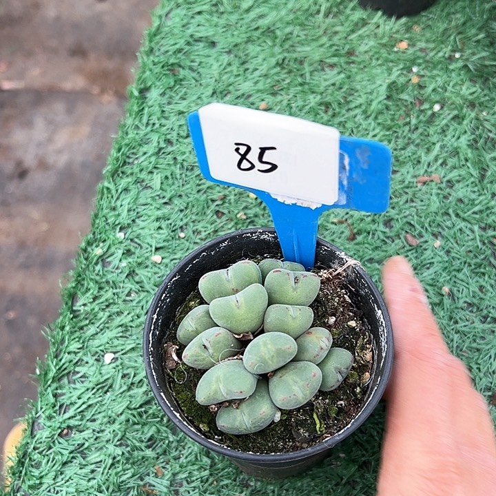 85口迪带盆 一个多肉