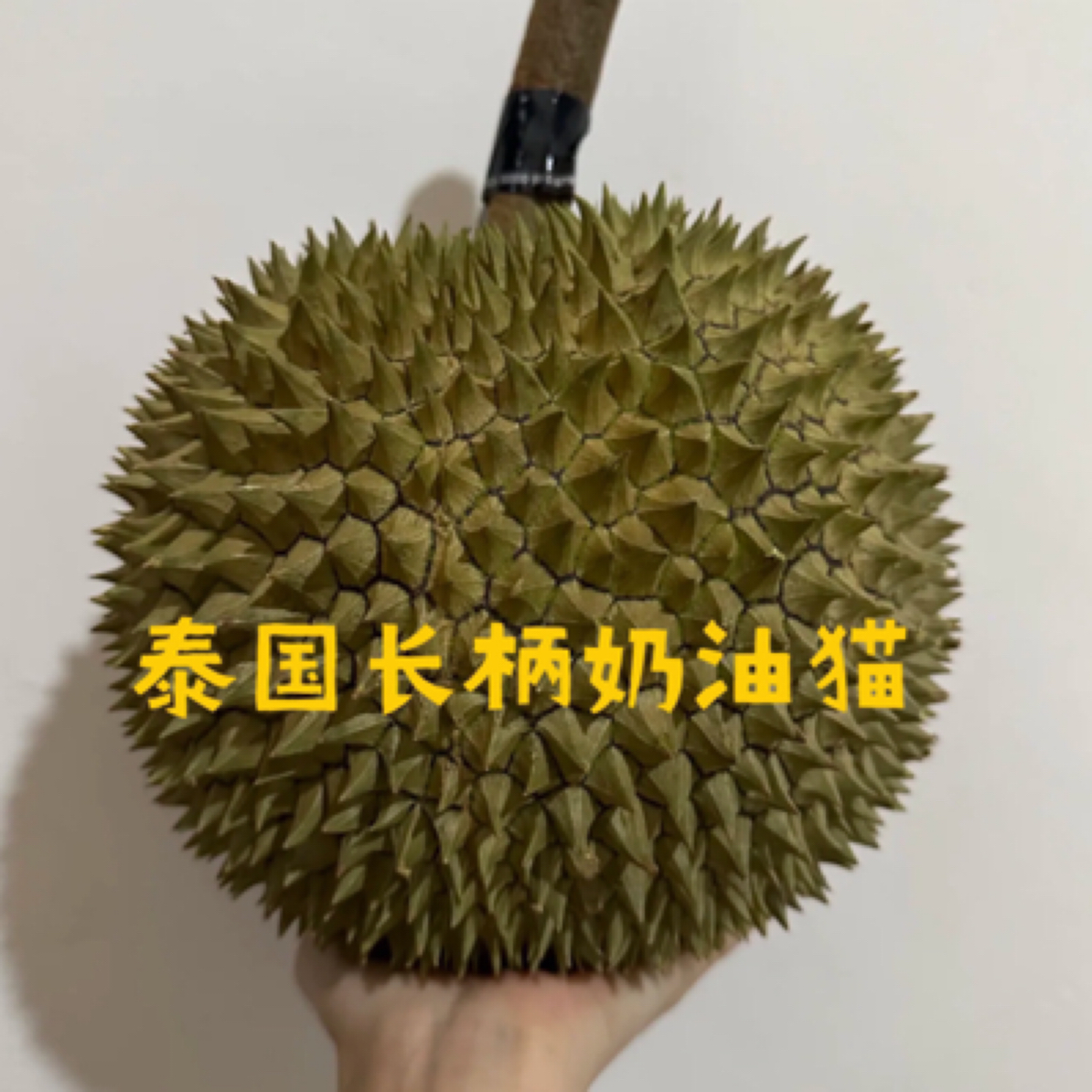 lian 顺丰【一物一拍】泰国金长柄鲜榴莲3斤起运输10%干耗